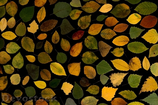 Devostock Leaves True Leaves Maple 21