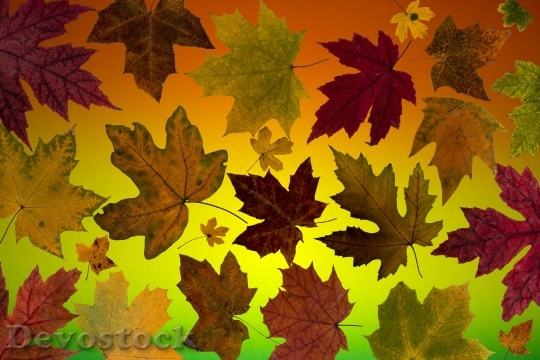 Devostock Leaves True Leaves Maple 23