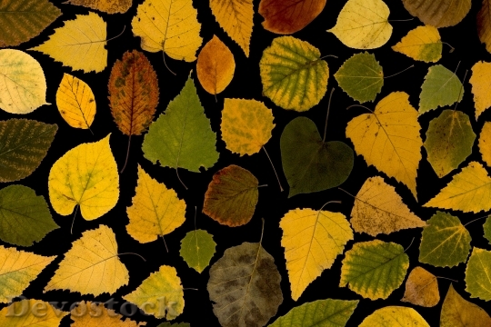 Devostock Leaves True Leaves Maple 6