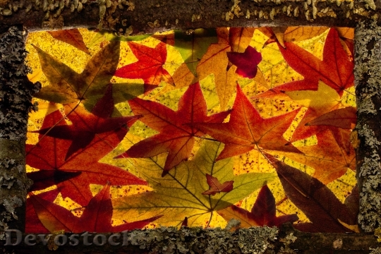 Devostock Leaves True Leaves Maple 7