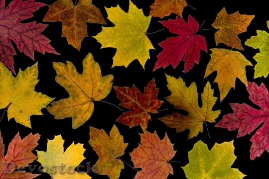 Devostock Leaves True Leaves Maple 8