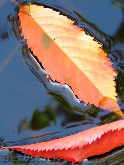 Devostock Leaves Water Autumn 1099957