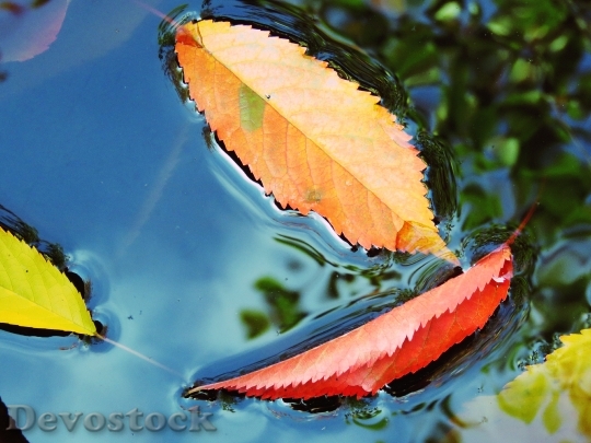Devostock Leaves Water Blue Red