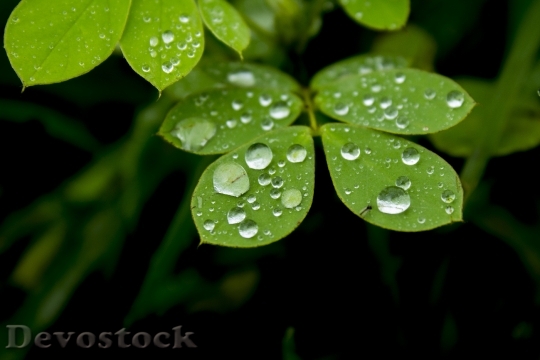 Devostock Leaves Water Drop Nature