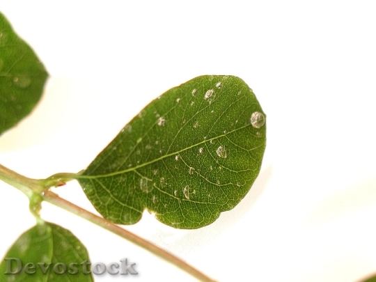 Devostock Leaves Water Drops