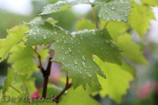 Devostock Leaves Water Drops Droplets