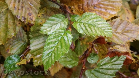 Devostock Leaves Wet Autumn 979918
