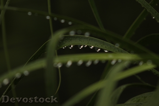 Devostock Leaves Wet Water Drops