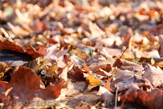 Devostock Leaves Winter Autumn Dry