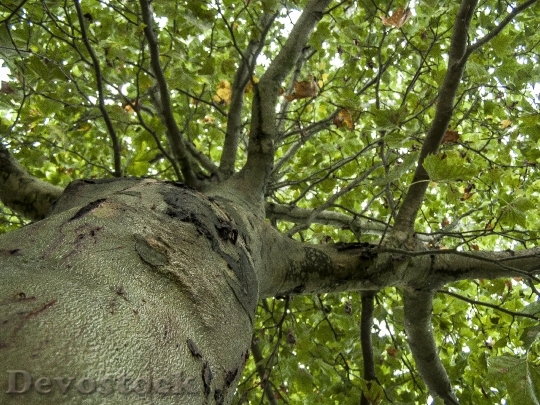 Devostock Leaves Wood Nature Bough