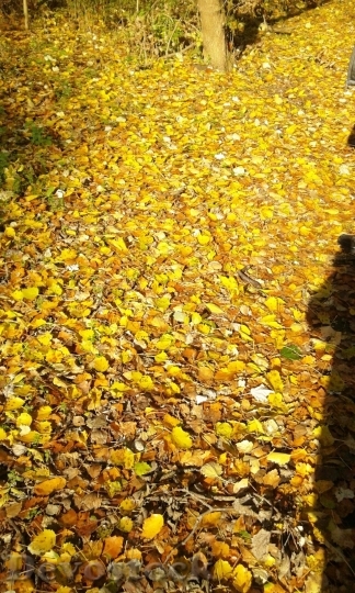 Devostock Leaves Yellow Autumn 82049