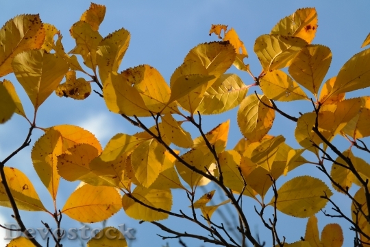 Devostock Leaves Yellow Autumn Fall 0