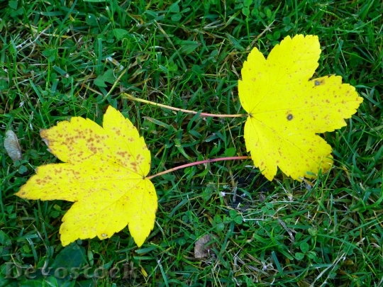 Devostock Leaves Yellow Autumn Meadow