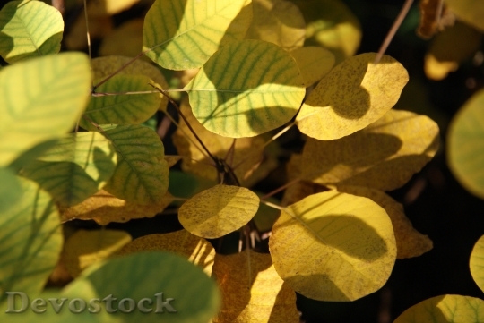 Devostock Leaves Yellow Autumn Sumac
