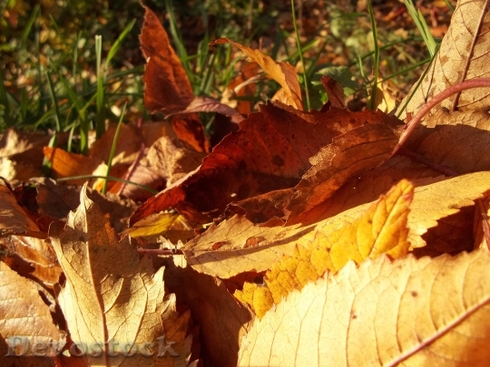 Devostock Leaves Yellow Autumn Sunny