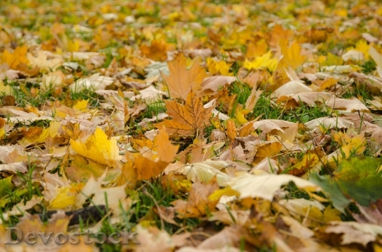 Devostock Leaves Yellow Ground Nature