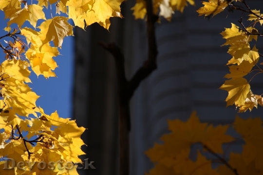 Devostock Leaves Yellow Maple Autumn