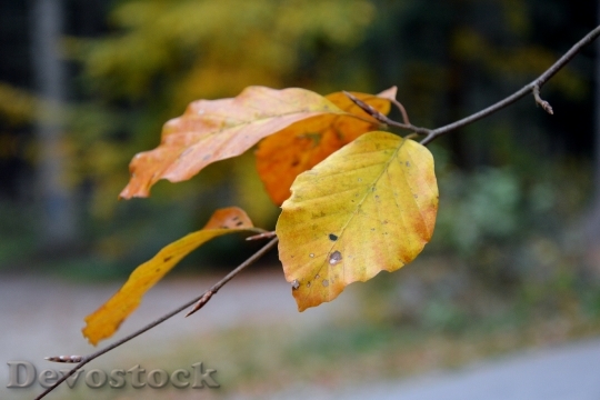 Devostock Leaves Yellow Orange Autumn