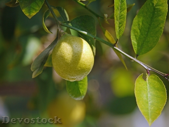 Devostock Lemon Tree Lemon Yellow