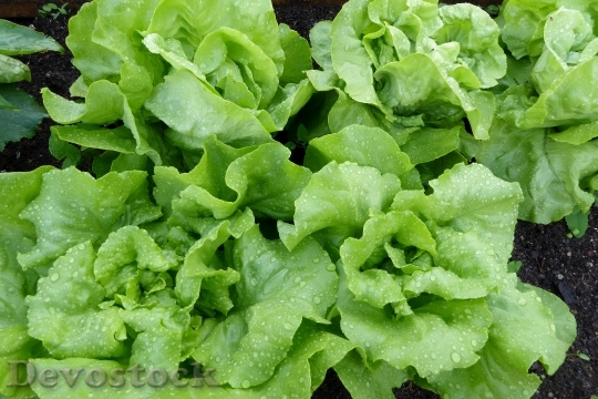 Devostock Lettuce Salad Leaf Lettuce