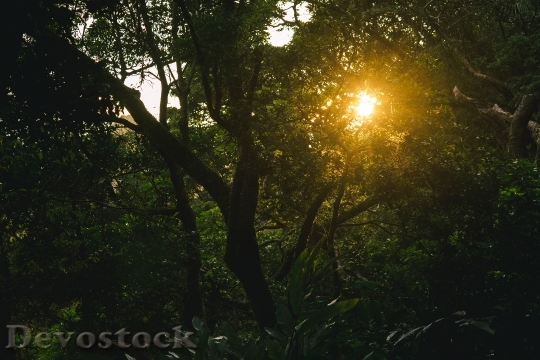 Devostock Light Dawn Landscape 13347