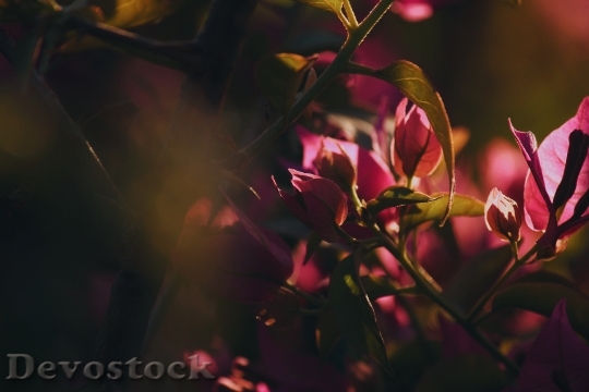 Devostock Light Flowers Summer 2533