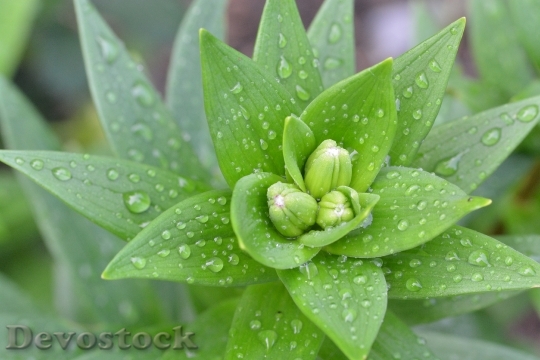 Devostock Lily Drop Water Plant