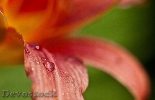 Devostock Lily Flower After Rain 0