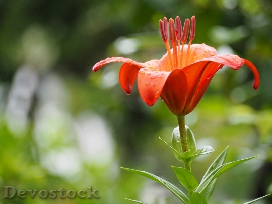 Devostock Lily Flowers Early Summer