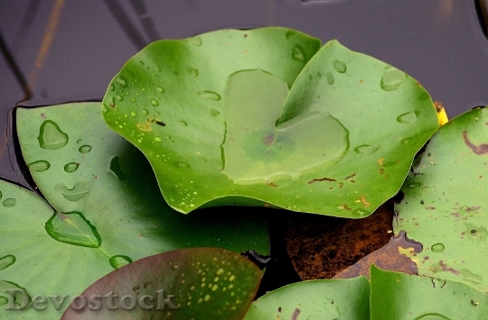 Devostock Lily Pad Green Rain