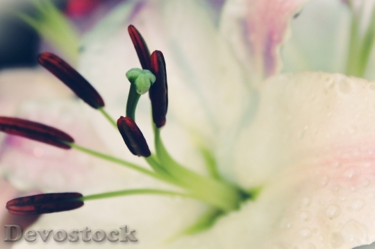 Devostock Lily White Blossom Bloom 0