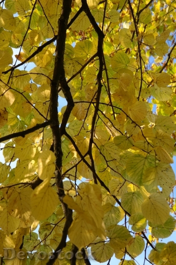 Devostock Linde Branch Tree Autumn