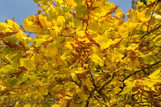 Devostock Linde Tree Autumn Fall 0