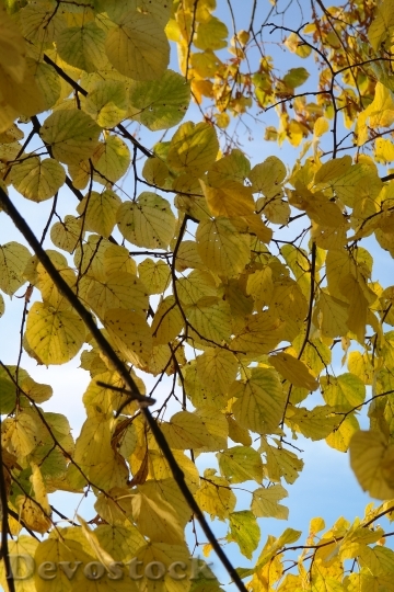 Devostock Linde Tree Autumn Fall 1