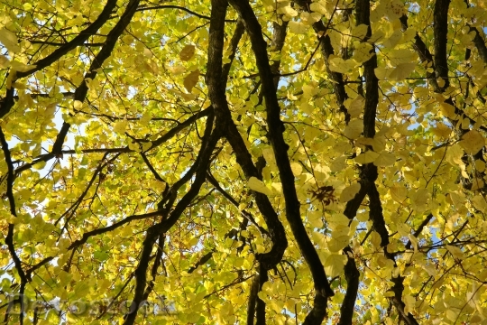 Devostock Linde Tree Autumn Fall 3