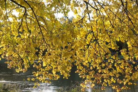Devostock Linde Tree Autumn Fall