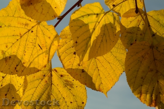 Devostock Lipovina Autumn Yellow 228184