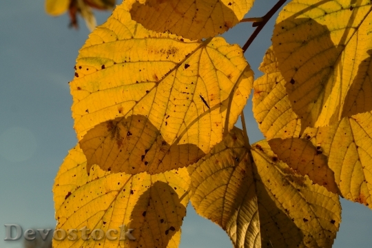 Devostock Lipovina Autumn Yellow 228185