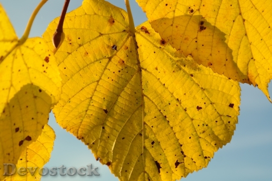 Devostock Lipovina Autumn Yellow 228189