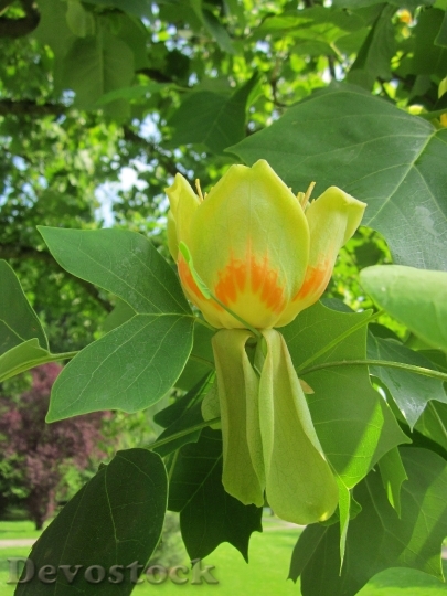 Devostock Liriodendron Tulipifera Tulip Tree