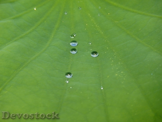 Devostock Lotus Effect Drip Water 4