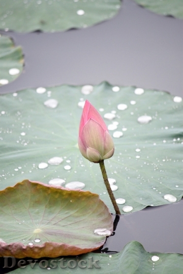 Devostock Lotus Flower Bud Nature