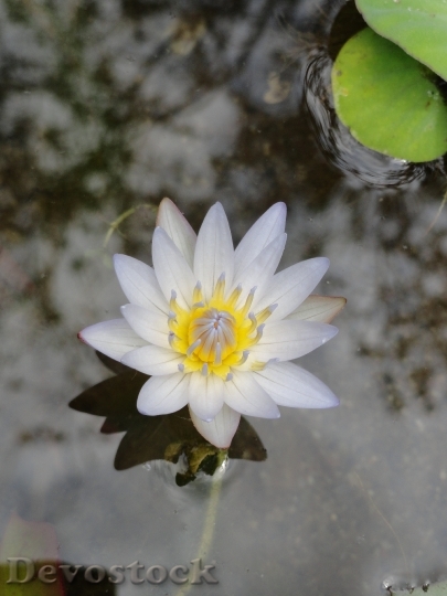 Devostock Lotus Flower Nature Bloom 0