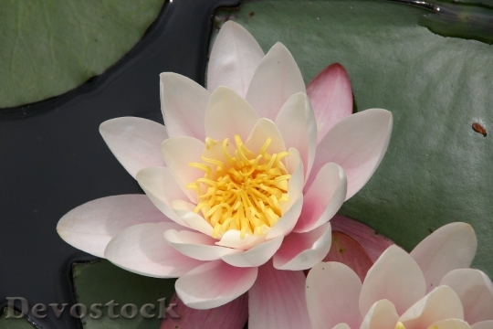 Devostock Lotus Flower Zen Lotus