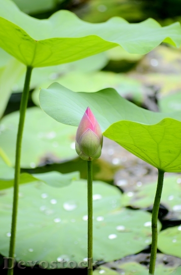 Devostock Lotus Flowers Pink Green