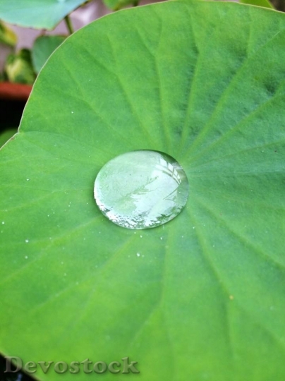 Devostock Lotus Lotus Leaf Water