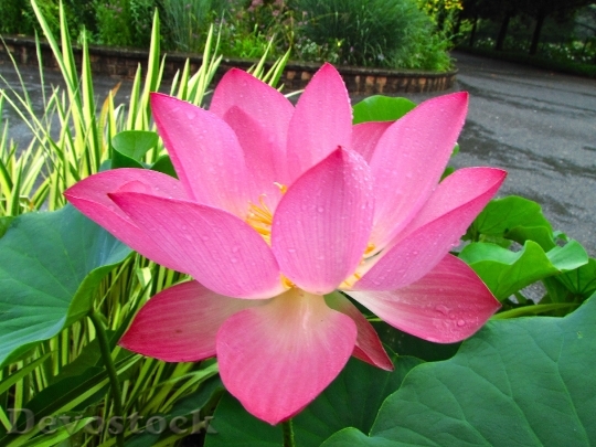 Devostock Lotus Original Pink Nature
