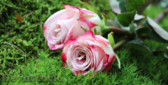Devostock Love Romantic Flowers 2470