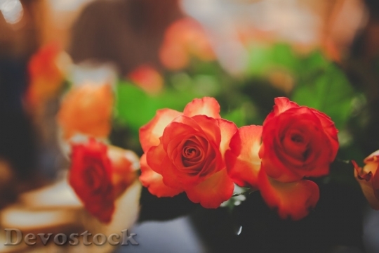 Devostock Love Romantic Flowers 93