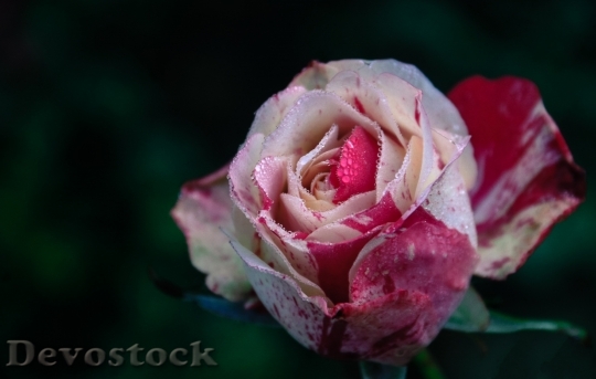 Devostock Love Romantic Garden 9719